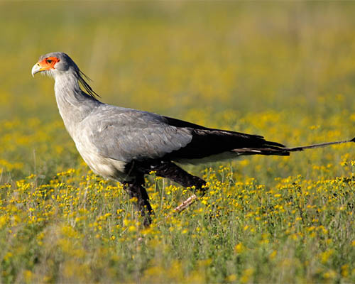 Secretary Bird 
